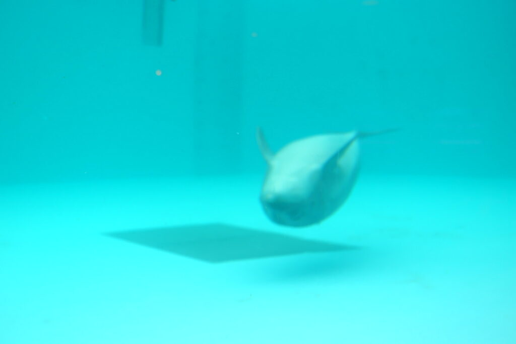 寝ているイルカ